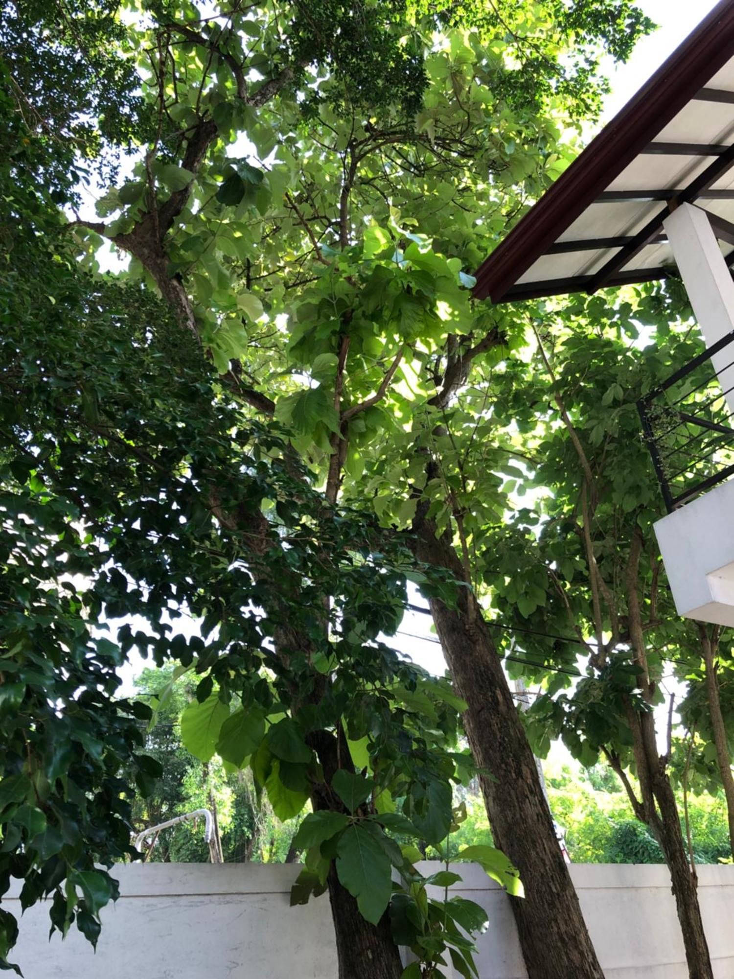 Murphy'S Villa Katunayaka Buitenkant foto